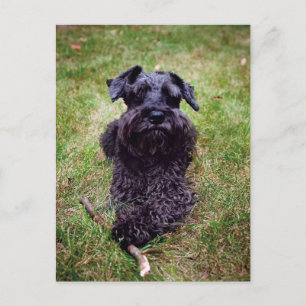 Carte postale Schnauzer Miniature Cute
