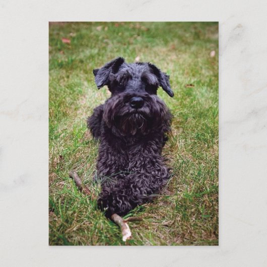 Carte postale Schnauzer Miniature Cute (Devant)