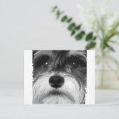 Carte Postale Schnauzer miniature noir et blanc (Debout devant)