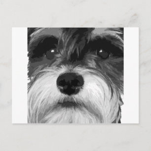 Carte Postale Schnauzer miniature noir et blanc