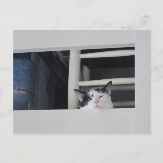 Carte Postale Schöne Aussicht (Devant)