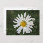 Carte Postale Schüchterne Margarithe (Devant / Derrière)