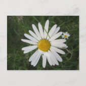 Carte Postale Schüchterne Margarithe (Devant)