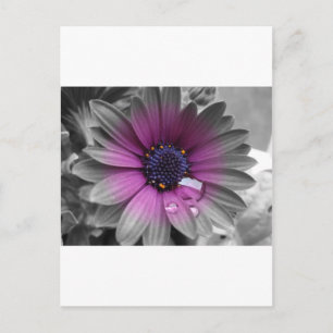 Carte Postale Schwarz weiß und Farbe sehr schöne Pflanze