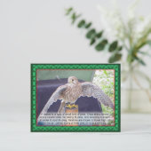 Carte Postale Science, animaux, oiseau, Kestrel (Debout devant)