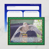 Carte Postale Science, animaux, oiseau, Kestrel (Devant / Derrière)