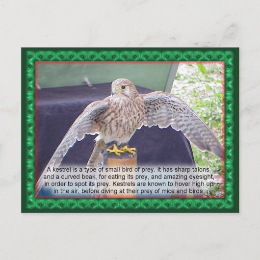 Carte Postale Science, animaux, oiseau, Kestrel (Devant)