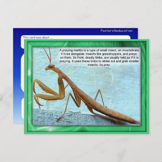 Carte Postale Science, Insectes, Mantis de prière (Devant / Derrière)