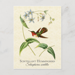 Carte Postale Scintillant Hummingbird Art Vintage
