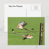 Carte Postale Scissortails en vol (Devant / Derrière)