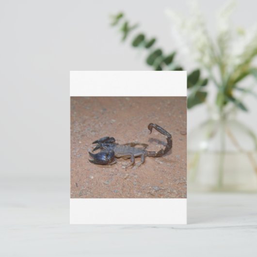 Carte Postale Scorpion (Debout devant)