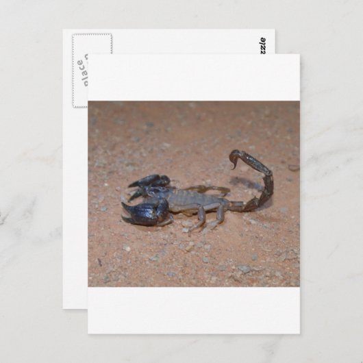 Carte Postale Scorpion (Devant / Derrière)