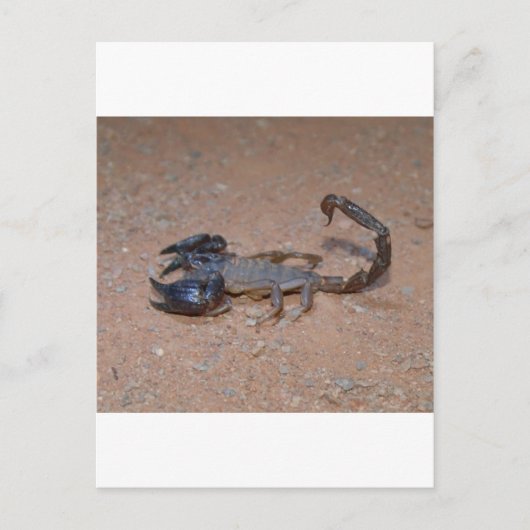 Carte Postale Scorpion (Devant)
