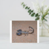 Carte Postale Scorpion (Debout devant)