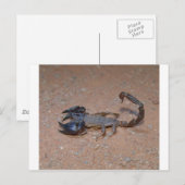Carte Postale Scorpion (Devant / Derrière)