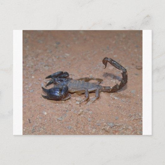 Carte Postale Scorpion (Devant)