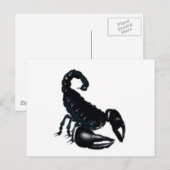 Carte Postale Scorpion noir (Devant / Derrière)