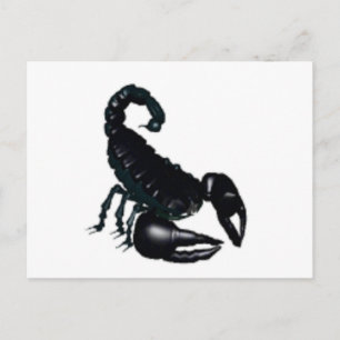 Carte Postale Scorpion noir