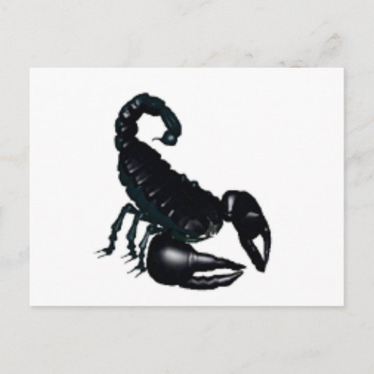 Carte Postale Scorpion noir (Devant)
