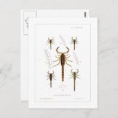 Carte Postale Scorpions (Devant / Derrière)