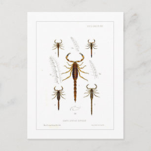 Carte Postale Scorpions