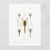 Carte Postale Scorpions (Devant)