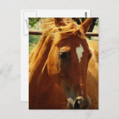 Carte Postale Scotch (Devant / Derrière)