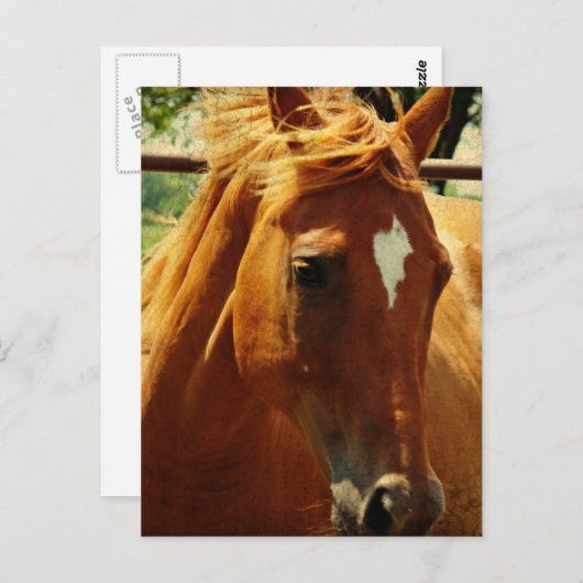 Carte Postale Scotch (Devant / Derrière)