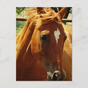 Carte Postale Scotch