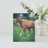 Carte Postale Scotch (Debout devant)