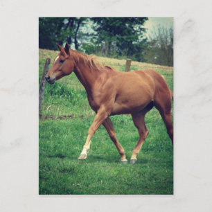 Carte Postale Scotch