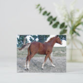 Carte Postale Scotch Boy (Debout devant)