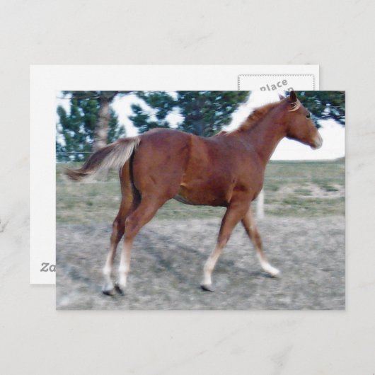 Carte Postale Scotch Boy (Devant / Derrière)