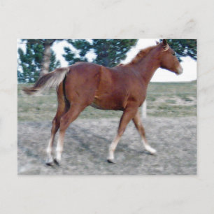 Carte Postale Scotch Boy