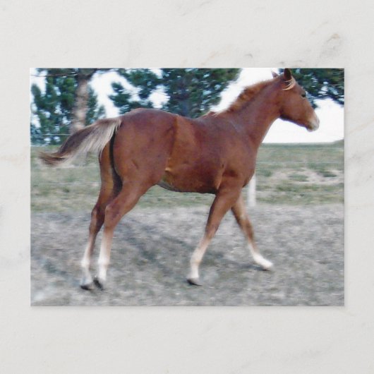 Carte Postale Scotch Boy (Devant)