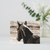 Carte Postale Scotch dans les tons Brown (Debout devant)