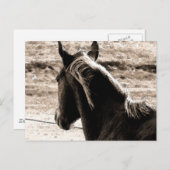 Carte Postale Scotch dans les tons Brown (Devant / Derrière)