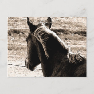 Carte Postale Scotch dans les tons Brown