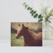 Carte Postale Scotch in Motion (Debout devant)