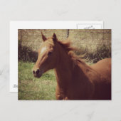 Carte Postale Scotch in Motion (Devant / Derrière)