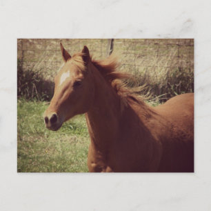 Carte Postale Scotch in Motion