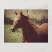 Carte Postale Scotch in Motion (Devant)