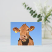 Carte postale Scotland Beef Scotland Highland (Debout devant)