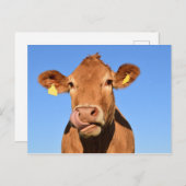 Carte postale Scotland Beef Scotland Highland (Devant / Derrière)