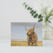 Carte postale Scotland Cow (Debout devant)