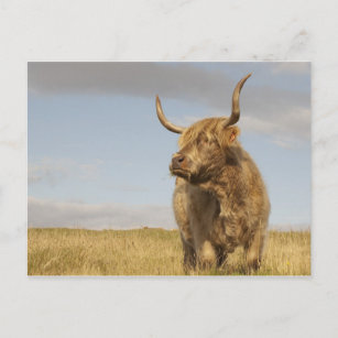 Carte postale Scotland Cow