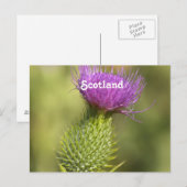 Carte Postale Scotland Thistle (Devant / Derrière)