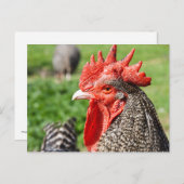 Carte Postale Scots Grey Rooster | Poulet (Devant / Derrière)