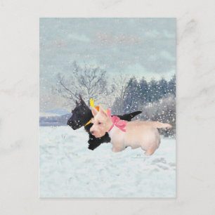 Carte Postale Scottie chiots