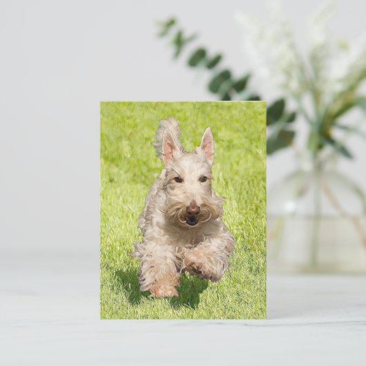 Carte Postale Scottie en roue libre (Debout devant)